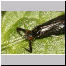 Mystacides azurea - Koecherfliege 03.jpg